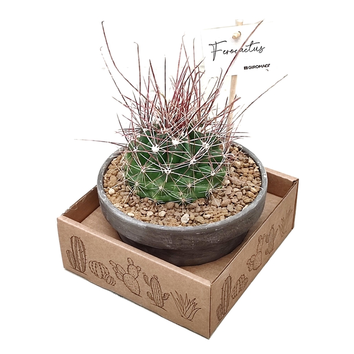 <h4>Ferocactus Hamatacanthus Keramiek Terracotta</h4>