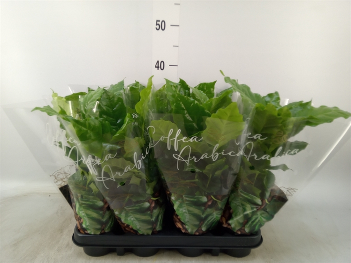 <h4>Coffea arabica</h4>