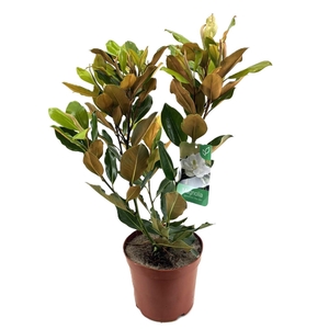 Magnolia Grandiflora 
