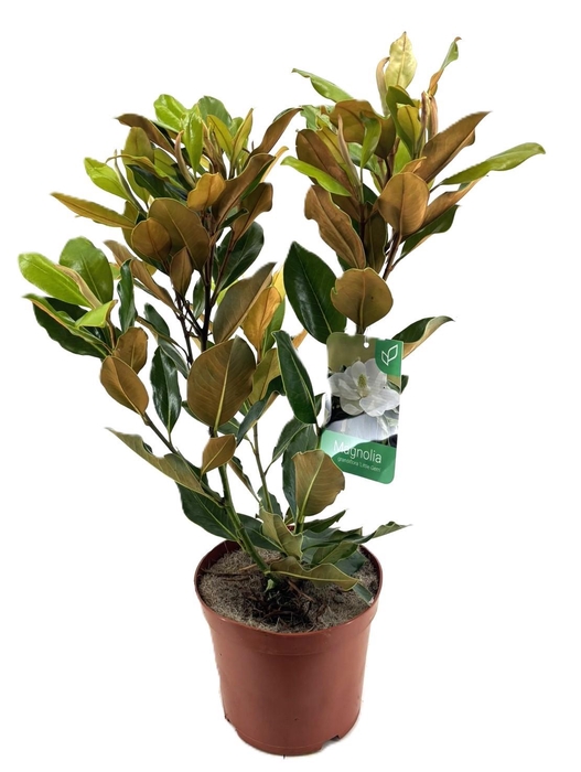 <h4>Magnolia Grandiflora "little gem"</h4>