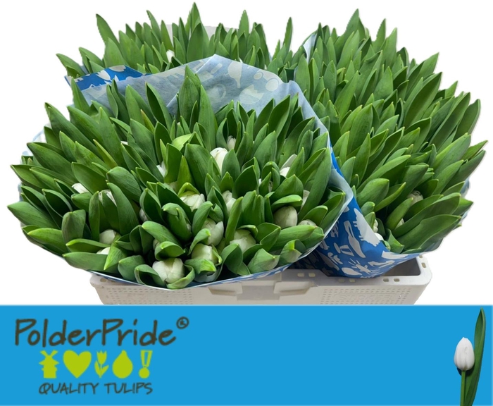 <h4>TU EN ROYAL VIRGIN</h4>