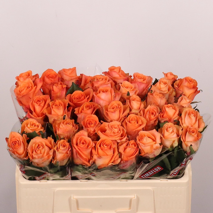 <h4>R GR ON FIRE</h4>