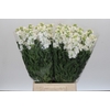 Matthiola Iron White