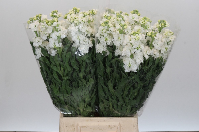Matthiola Iron White