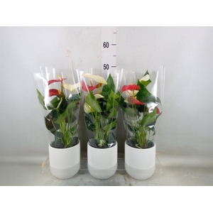 Anthurium  'Karma White'