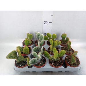 Opuntia