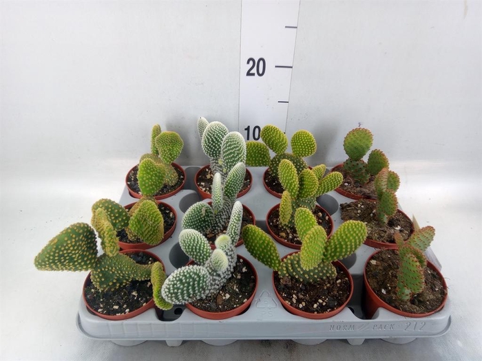 <h4>Opuntia</h4>