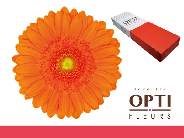 <h4>GE MI MAX-Doos</h4>