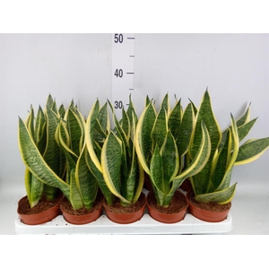 Sansevieria trifa. 'Futura Superba'