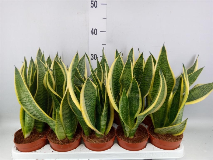 <h4>Sansevieria trifa. 'Futura Superba'</h4>