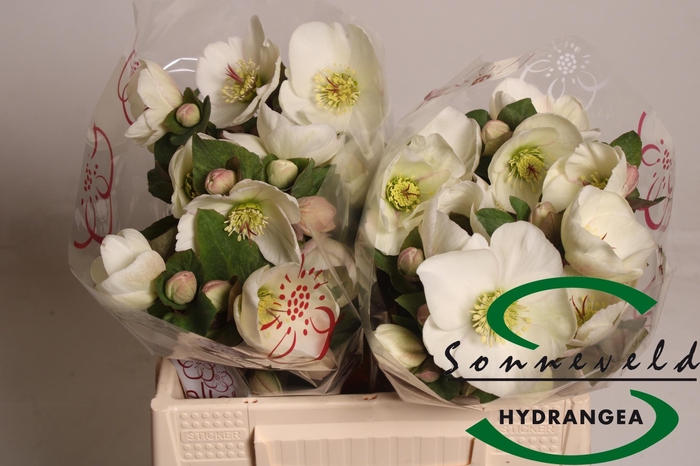 <h4>HELL AAR NORA WHITE</h4>