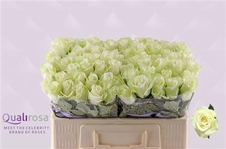 <h4>R GR SNOWSTORM+</h4>