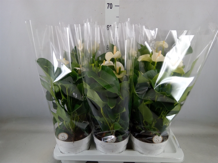 <h4>Anthurium andr. 'White Champion'</h4>