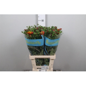 Ran Butterfly Satyros