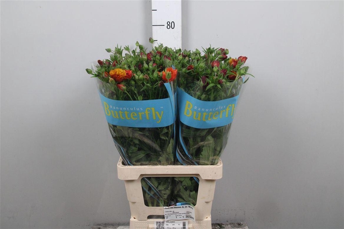 Ran Butterfly Satyros