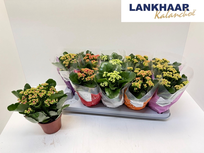 <h4>KAL GE PERF GEM 5 KL</h4>