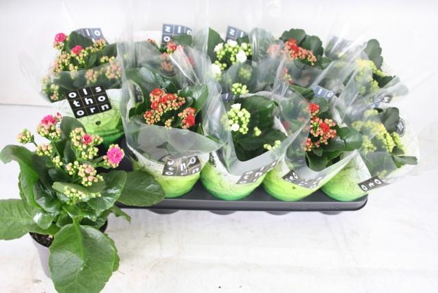 <h4>KAL GE GEM 4 KL</h4>