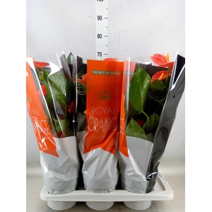 Anthurium andr. 'Madural Orange'