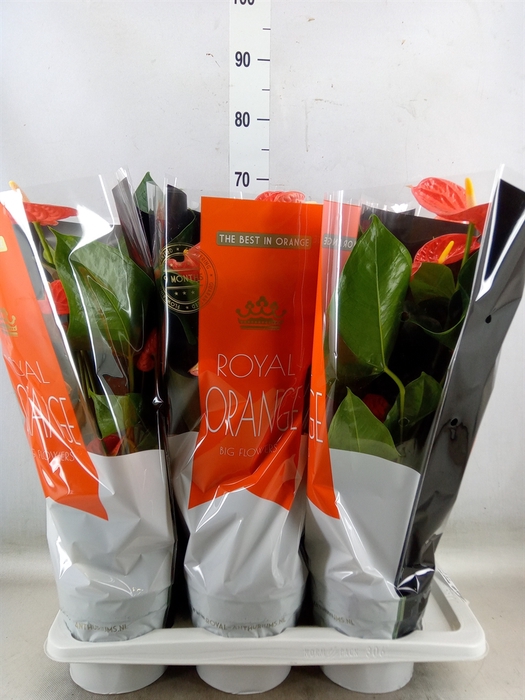 <h4>Anthurium andr. 'Madural Orange'</h4>