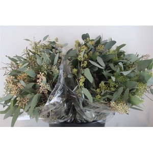 Euca Populus Berry Short 150gr P Bunch