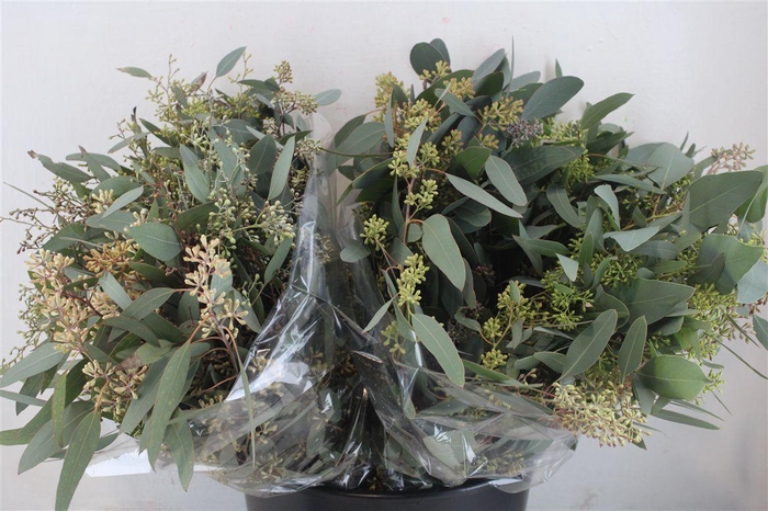 <h4>Euca Populus Berry Short 150gr P Bunch</h4>