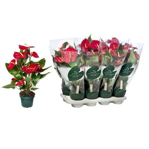 Anthurium Andreanum Grp Nevada