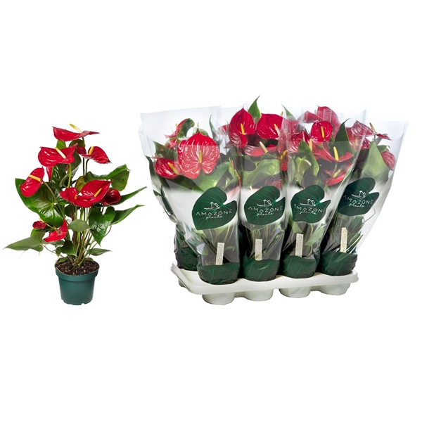 <h4>Anthurium Andreanum Grp Nevada</h4>