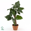 ALOC CUCULLATA