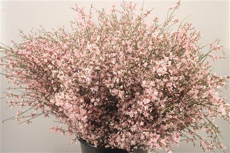 <h4>Ginster. Pink Per Bunch</h4>