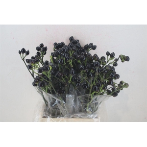 Pepers Round Black P Bunch