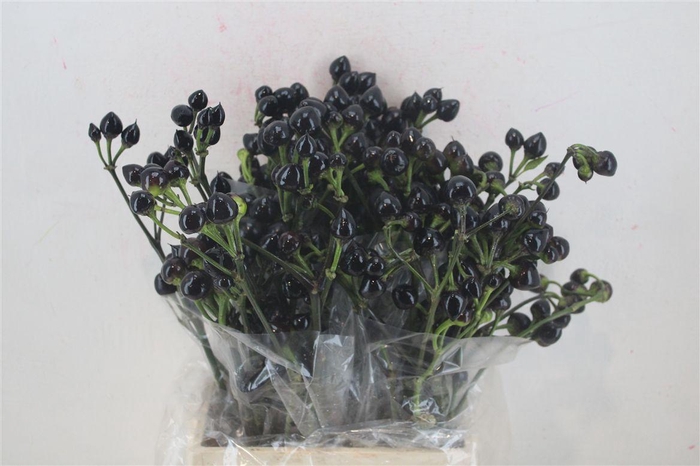 <h4>Pepers Round Black P Bunch</h4>