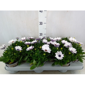 Osteospermum  'Margarita Eclips 20'