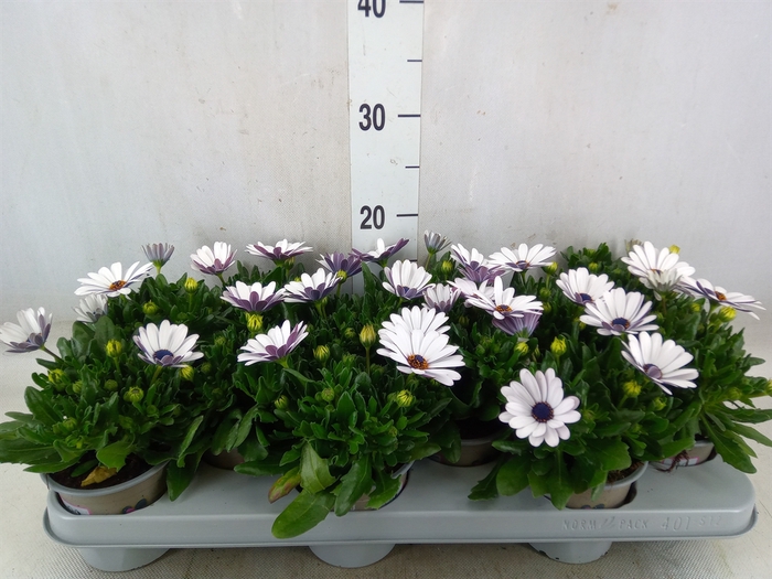 <h4>Osteospermum  'Margarita Eclips 20'</h4>