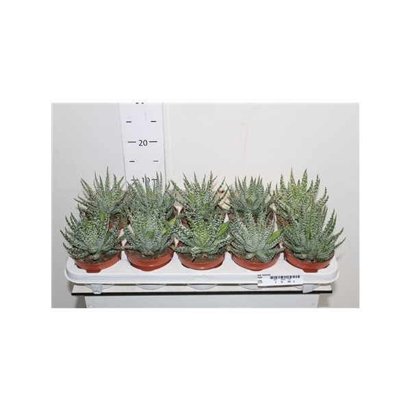 <h4>Aloe Humilis</h4>