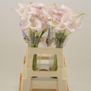 Calla Sweet Art | Heavy Quality