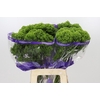 Trachelium Jade