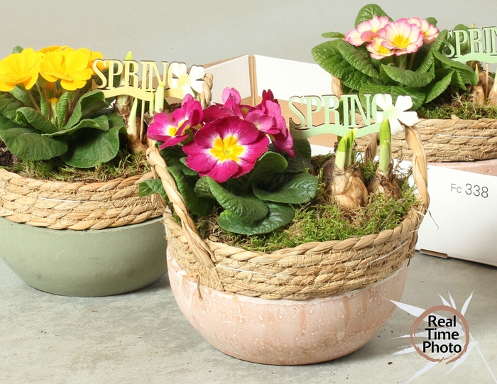 <h4>ARR TUINPLANTEN</h4>