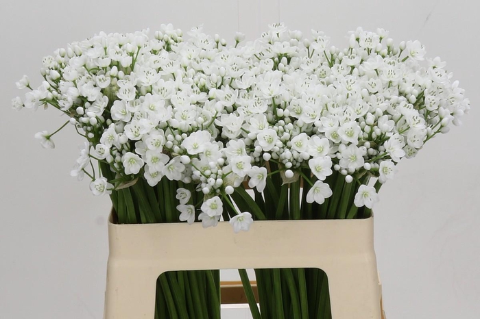 <h4>Allium Flocon</h4>