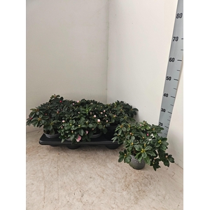 RHODO SI V GEM 4 SRT