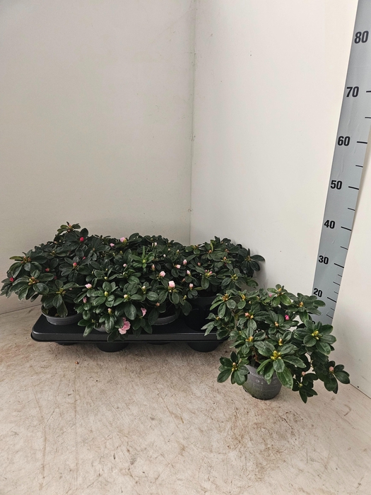 <h4>RHODO SI V GEM 4 SRT</h4>