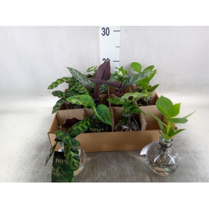 Planten  ..mix
