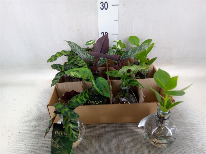 <h4>Planten  ..mix</h4>