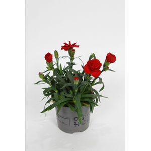 Dianthus Oscar dark red p9