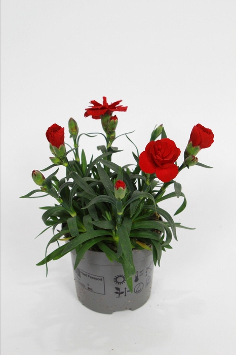 <h4>Dianthus Oscar dark red p9</h4>