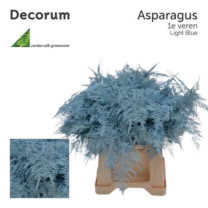 <h4>Asp 1e veren Light blue</h4>