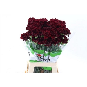 Dianthus st zurigo