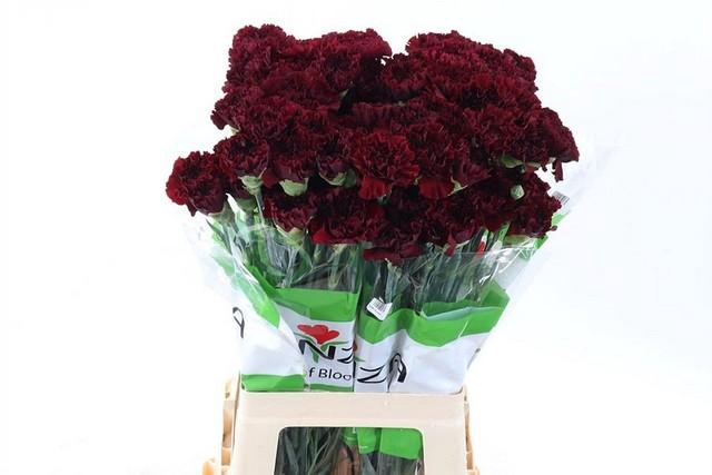 <h4>Dianthus st zurigo</h4>
