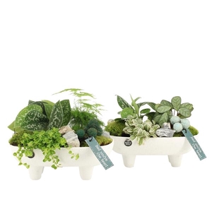 Arrangementen kamerplanten H%