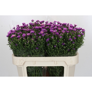 Aster Casarosa