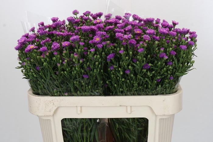 <h4>Aster Casarosa</h4>
